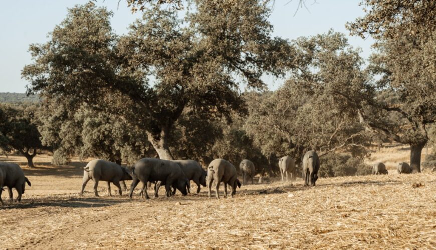 A group of Iberian pigs grazing in a sunny field